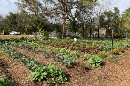 Sweetwater Organic Community Farms will expand with FCLF financing. Pictures, a field of organic vegetables.